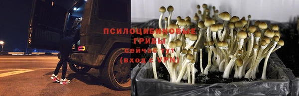 spice Арсеньев
